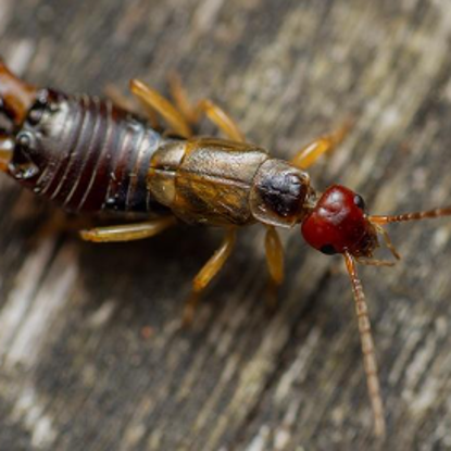 Earwigs & Silverfish Photo